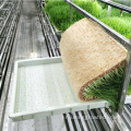 스마트 농장 사료 잔디 용기 식물 온실